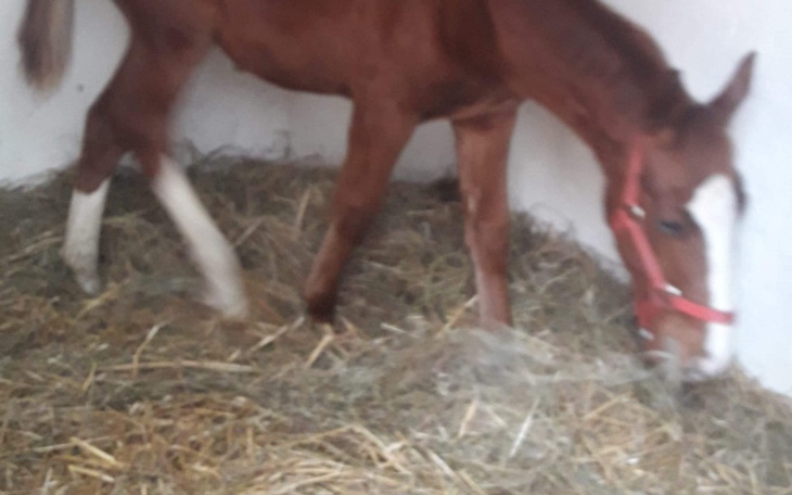 Zbiórka PROSIMY O pomoc dla źrebaka - zdjęcie główne