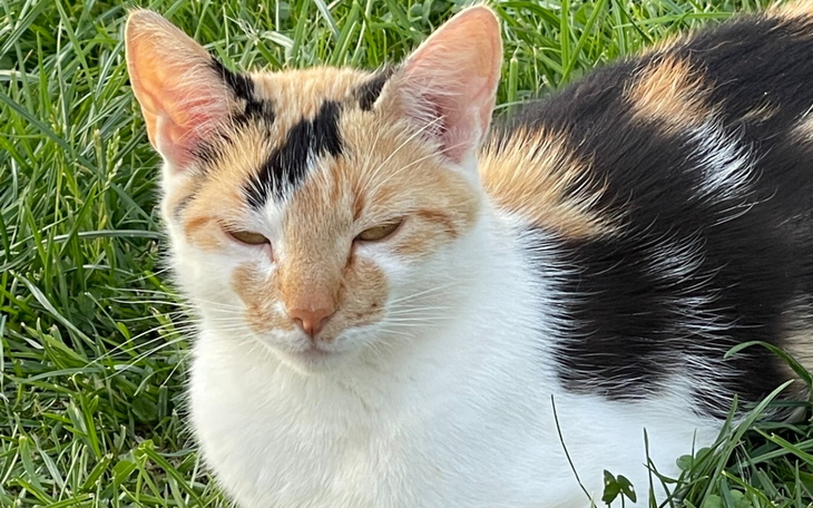 Kot leżący na trawie, z zamkniętymi oczami.
