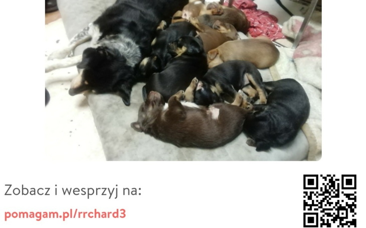 Pies i dziecko śpią razem na łóżku, pokazując bliskość.