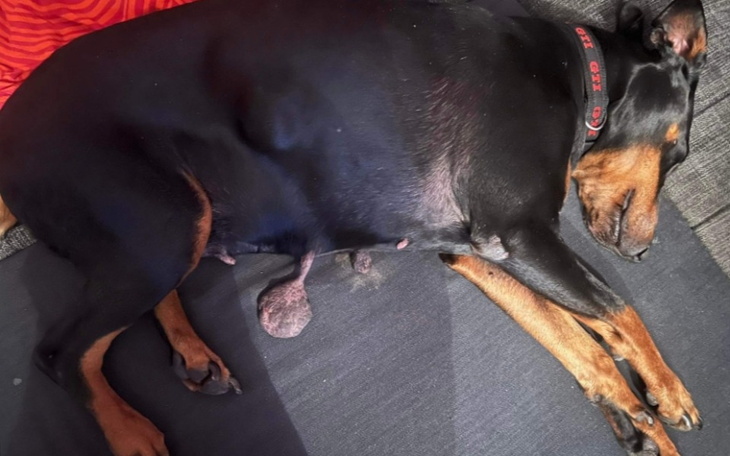 Zbiórka Uratowana przez eutanazją. - zdjęcie główne