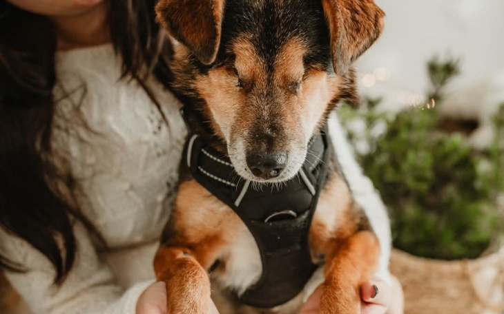 Pies w objęciach właściciela, z zamkniętymi oczami.