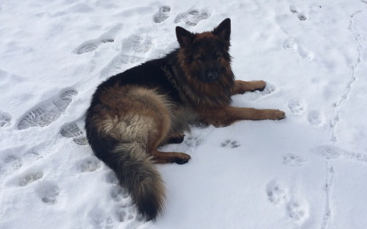 Zbiórka Na karmę , kojec , weterynarza - zdjęcie główne