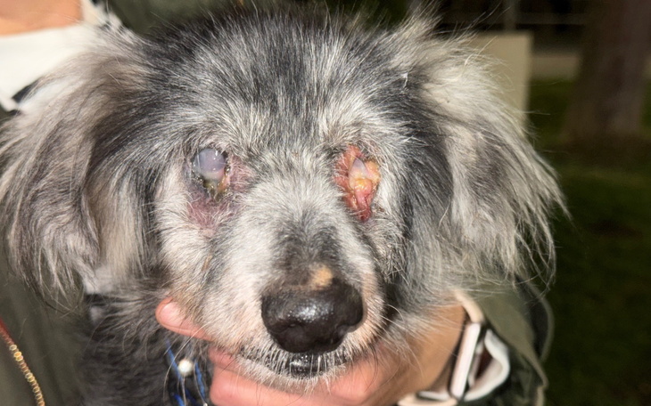 Starszy pies z problemami ze wzrokiem, trzymany przez właściciela.