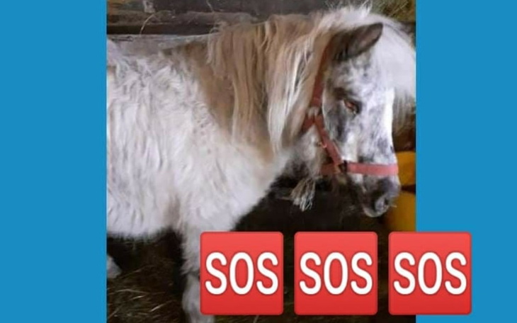 Zbiórka Niewidoma Elsa prosi o życie - zdjęcie główne