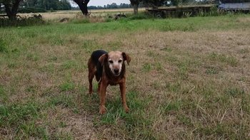 Zbiórka Stara, wiejska suka i szczeniaki - miniaturka zdjęcia