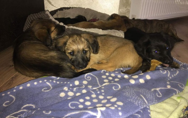 Zbiórka Szczeniaki szukają domków ♥ - zdjęcie główne