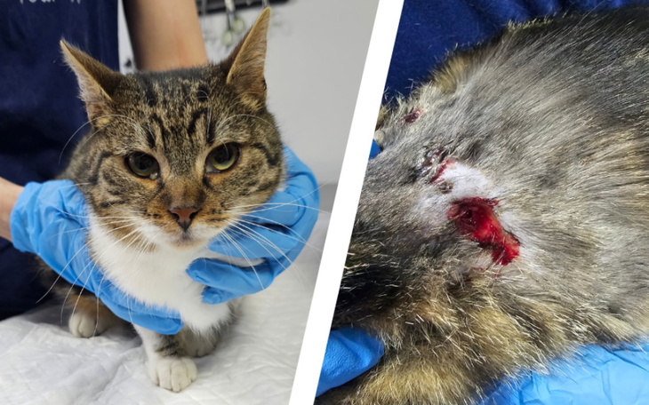 Zbiórka Vifon - zdjęcie główne