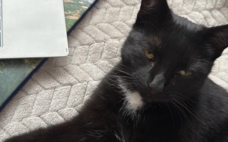 Czarny kot leży na dywanie obok laptopa.