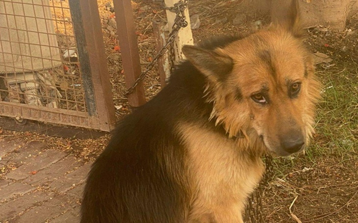 Pies smutny, siedzący przy ogrodzeniu.