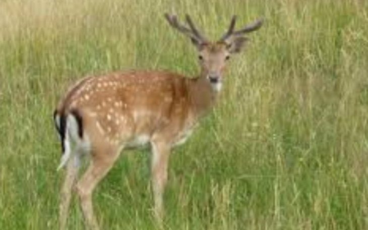Zbiórka Sianko dla leśnych zwierząt - zdjęcie główne