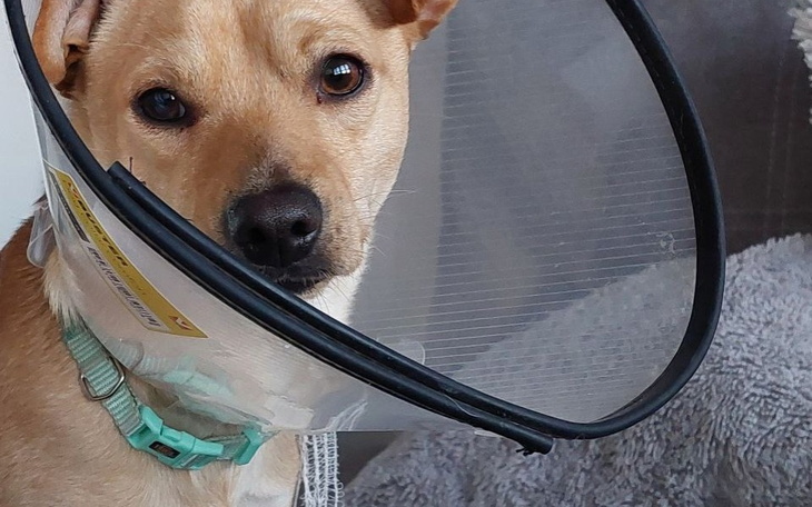 Pies w kołnierzu ochronnym, wygląda na zmartwionego.