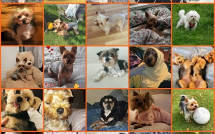 Kolaż zdjęć różnych psów w różnych pozach.