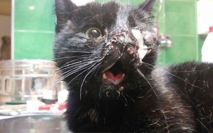 Zbiórka Złamana żuchwa, wypadnięte oko.. - zdjęcie główne