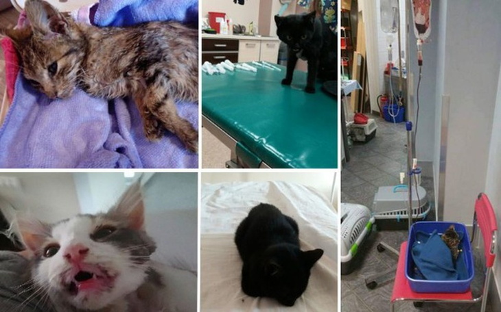 Zbiórka Surowica pilnie potrzebna - zdjęcie główne