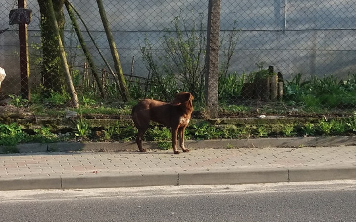 Zbiórka Porzucona Lalunia - zdjęcie główne