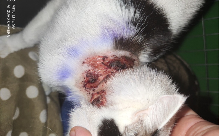 Zbiórka Życie w bólu. - zdjęcie główne