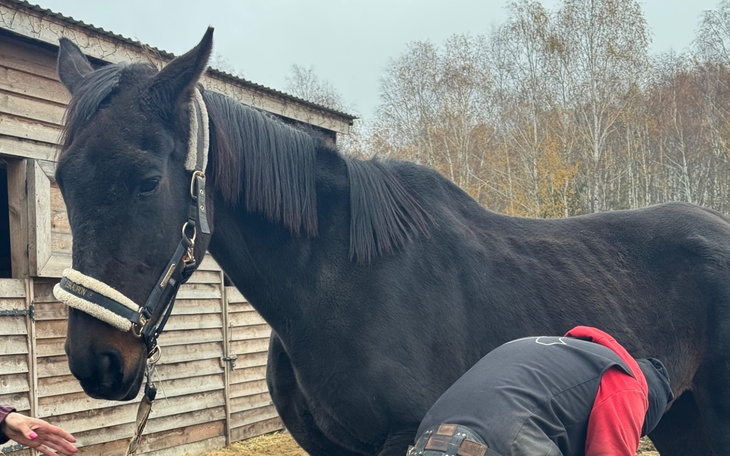 Czarny koń stoi w stajni, a osoba zajmuje się jego pielęgnacją.