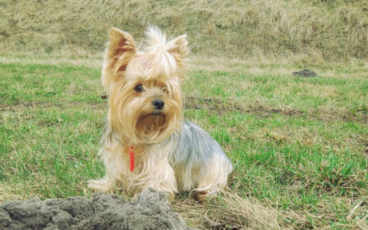Zbiórka Pomóżmy pieskowi z kosmosu - zdjęcie główne