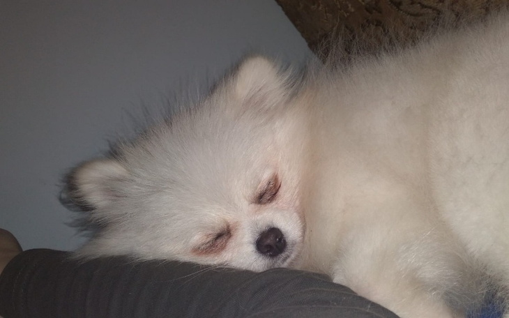 Zbiórka operacja i leczenie chorej suni - zdjęcie główne