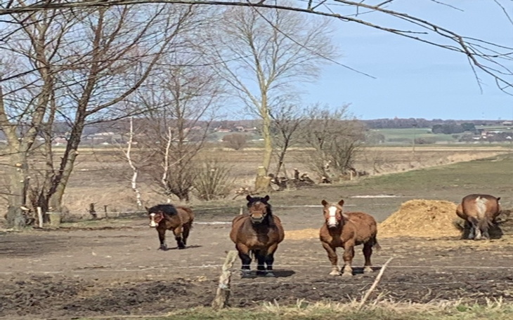 Zbiórka Źrebak na mięso - zdjęcie główne