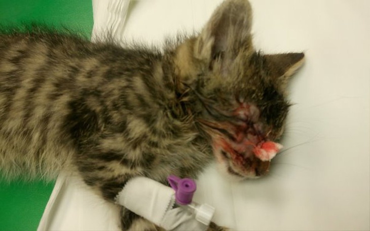 Zbiórka Na małe kocie ŻYCIA - zdjęcie główne