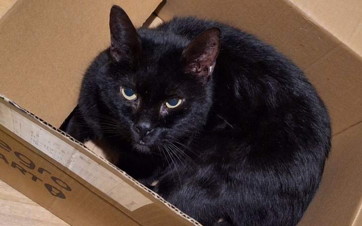 Zbiórka pomóż Bileczce wyleczyć ucho - zdjęcie główne