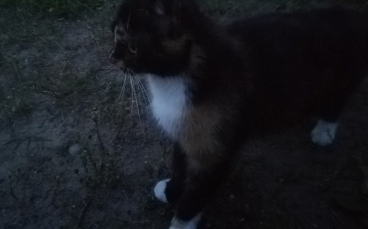 Zbiórka Sterylizacja Kurczaka i Mamuski - zdjęcie główne