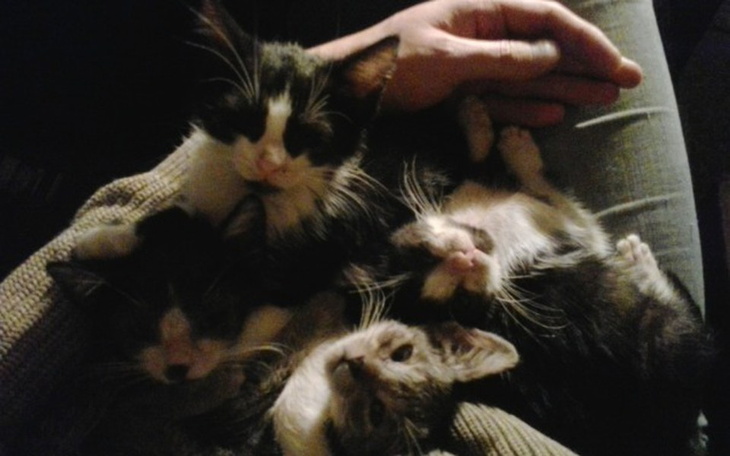 Zbiórka Kociaki z Łodzi - ZIMA 2018/19 - zdjęcie główne