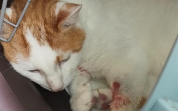 Śpiący kot z pomarańczowymi łatami.