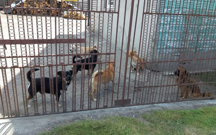 Zbiórka BIEDA- wiejskie suczki i kocice - zdjęcie główne