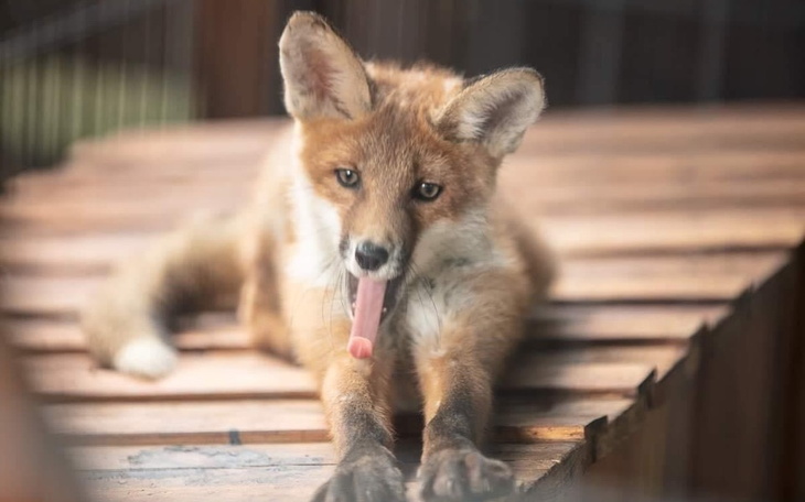 Zbiórka Pomagam zwierzęta TY TEŻ MOŻESZ - zdjęcie główne