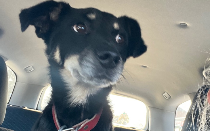 Zbiórka Pomóżmy mu.. - zdjęcie główne