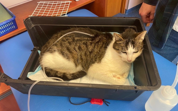 Kot w pudełku, wygląda na zrelaksowanego.