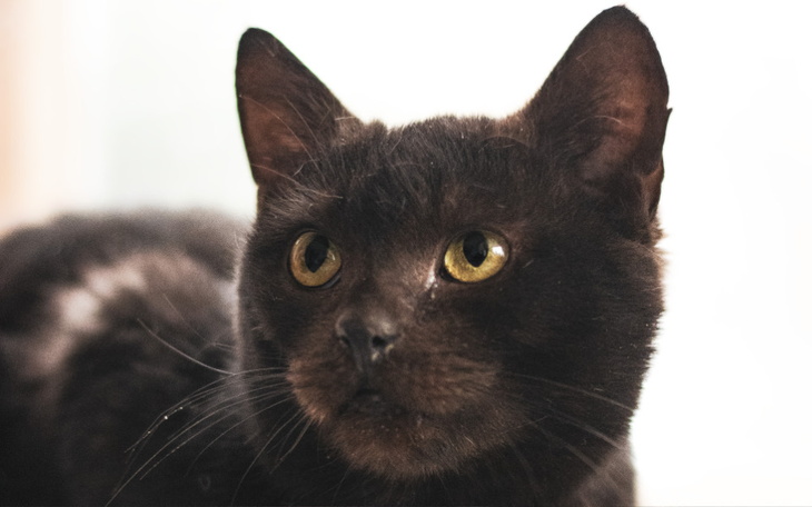 Zbiórka Synuś z białaczką prosi o karmę - zdjęcie główne