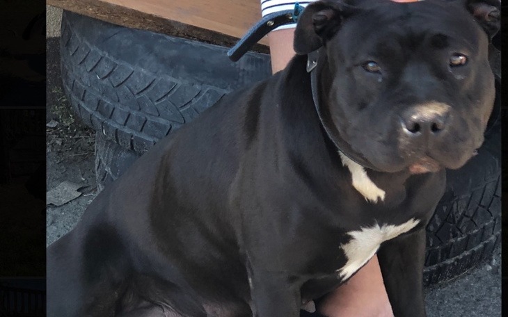 Zbiórka Pilnie potrzebna operacja - zdjęcie główne