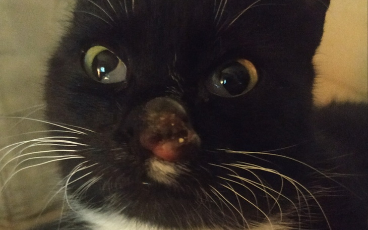 Zbiórka Na leczenie noska - zdjęcie główne