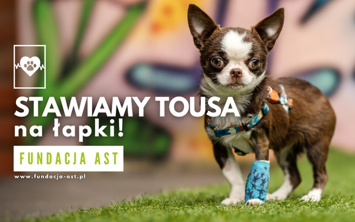 Chihuahua z opatrunkiem na łapce, gotowy do adopcji.