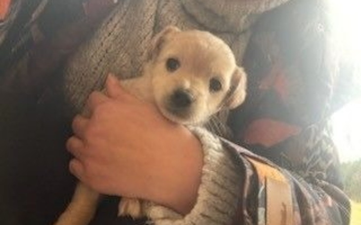 Mały szczeniak trzymany w ramionach.