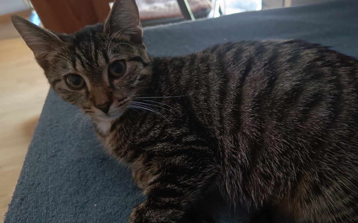 Zbiórka Leczenie kotka Prezesa - zdjęcie główne