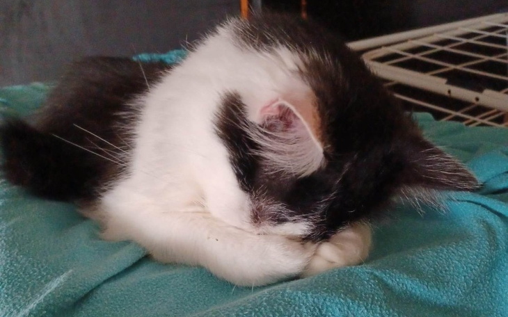 Zbiórka Leczenie kota Cześnika - zdjęcie główne