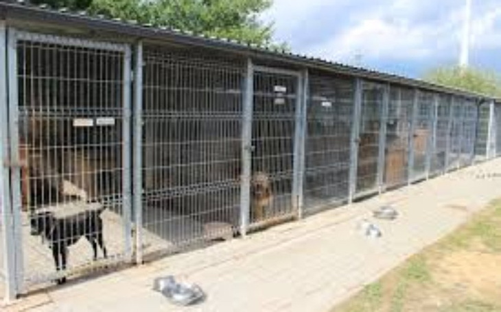 Zbiórka schronisko dla bezdomnych psów - zdjęcie główne