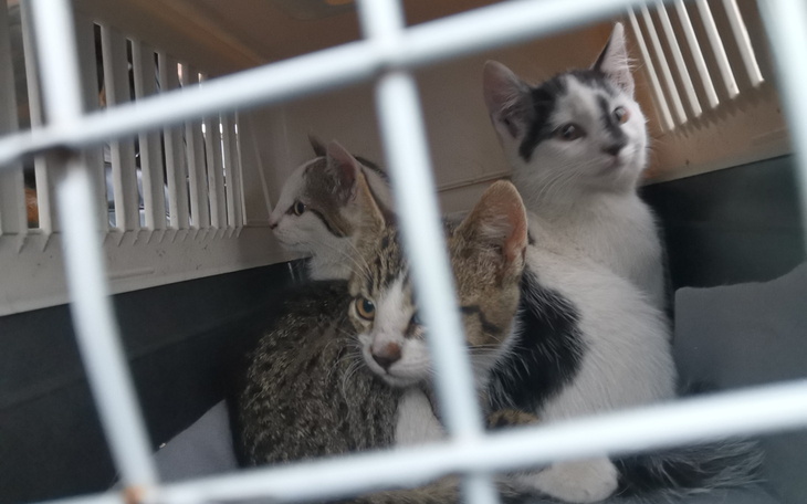 Trzy koty w transporterze, wyglądające na zaniepokojone.