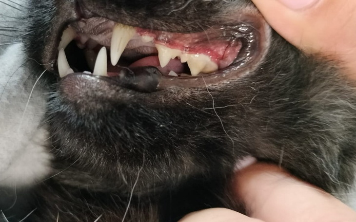 Zbiórka Nutka -kolejne zęby do zrobienia - zdjęcie główne