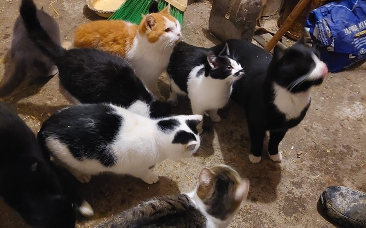 Zbiórka 20 kotów nie ma co jesc - zdjęcie główne