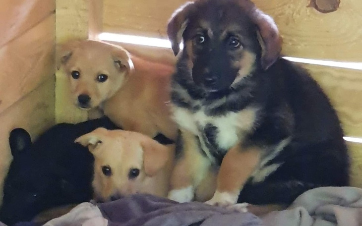 Zbiórka Nowe życie dzieci z nory. - zdjęcie główne