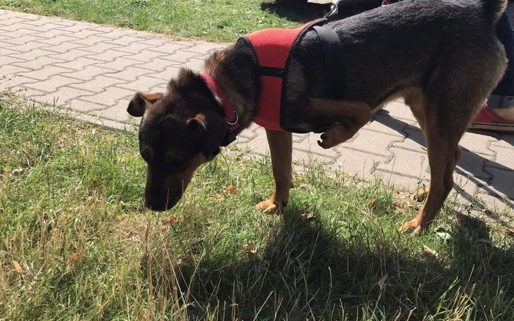 Zbiórka Proteza i orteza dla inwalidy - zdjęcie główne