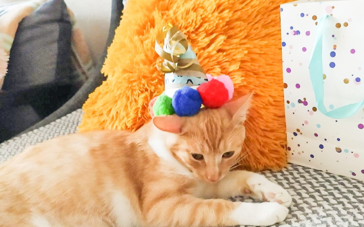 Zbiórka Lek dla umierającego kota Elfika - zdjęcie główne