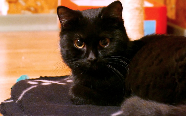 Zbiórka Ostatnia szansa dla Furii - zdjęcie główne