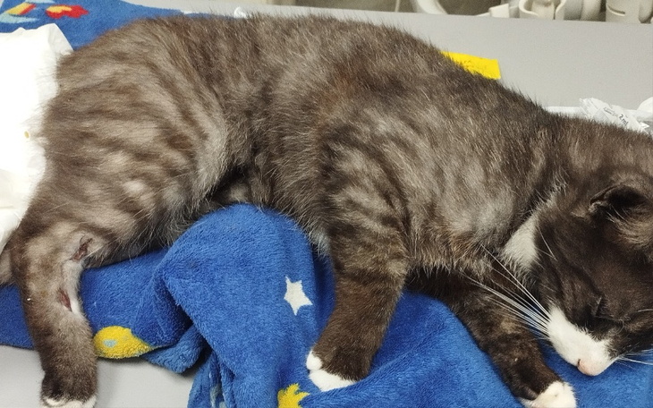 Zbiórka Na operację Rumby po potrąceniu - zdjęcie główne