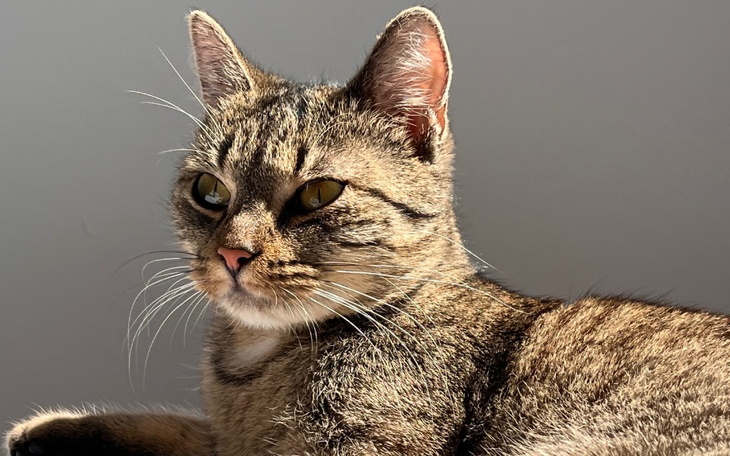 Zbiórka Leczenie kota Ginny - zdjęcie główne